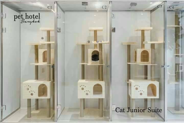Junior (Cat)